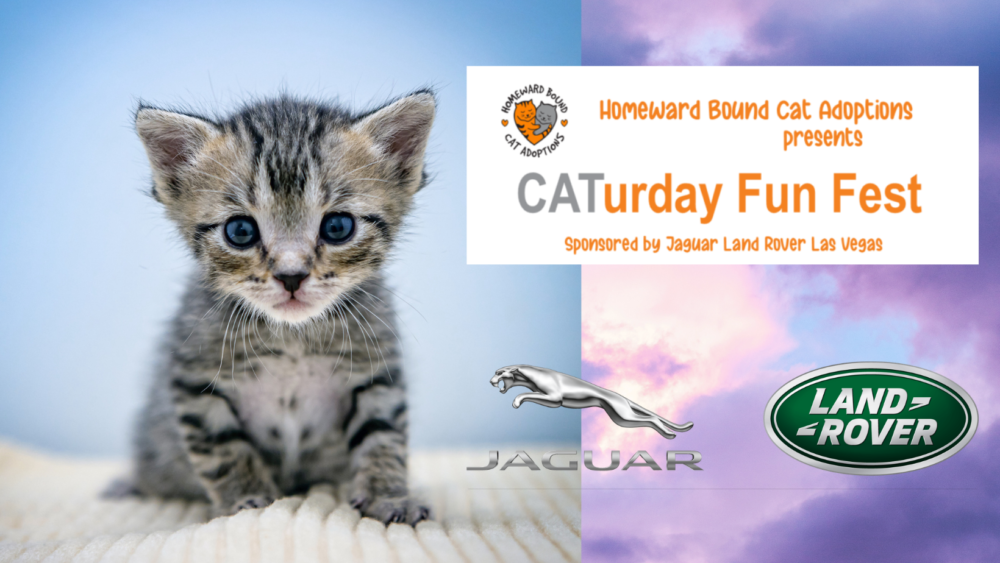 CATurday Fun Fest Scheduled for May 1