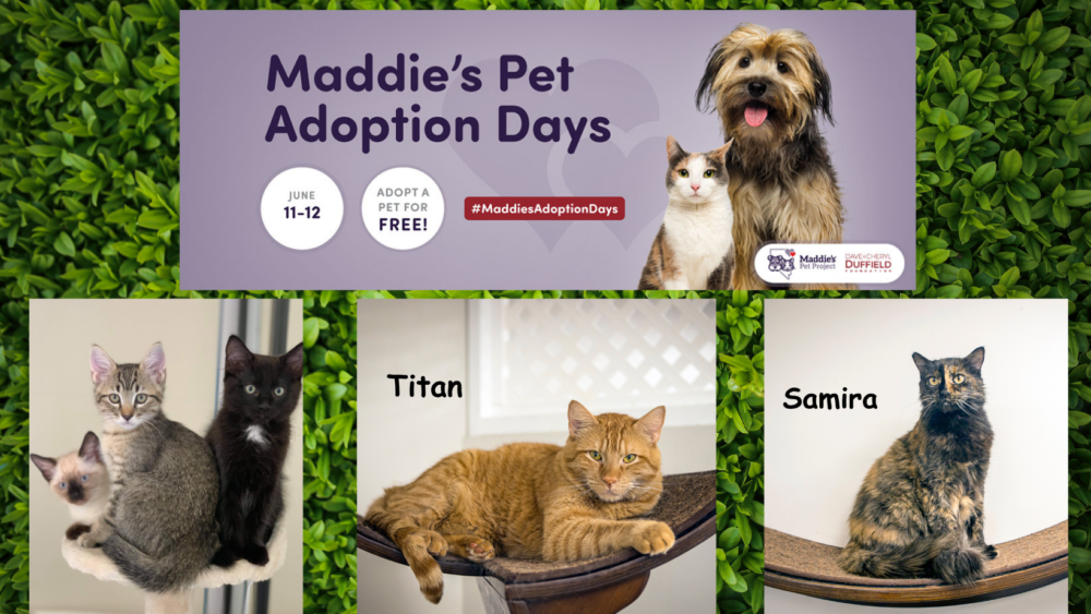 Free Adoptions at Homeward Bound Cat Adoptions during Maddie’s Pet Adoption Days June 11 - 12!