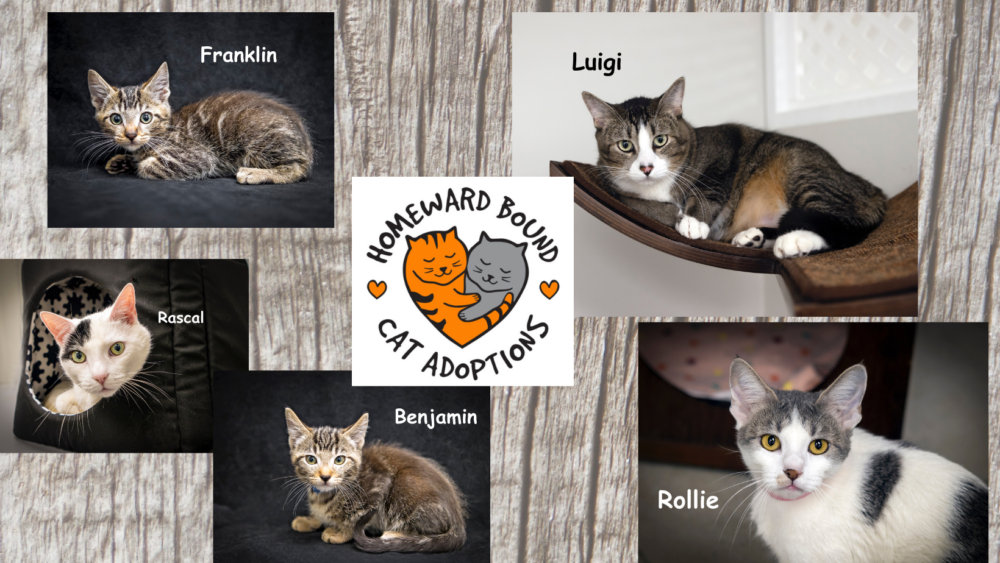 CATpacity Alert: Homeward Bound Cat Adoptions Seeking Homes for Cats & Kitties