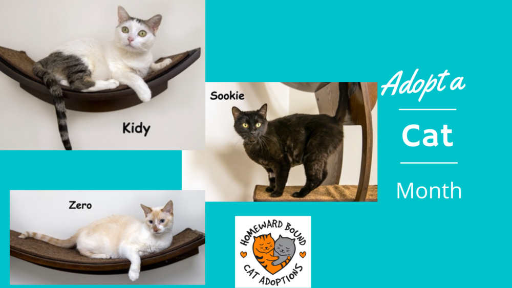 Fees Waived June 22-26 For Adult Cat Adoptions