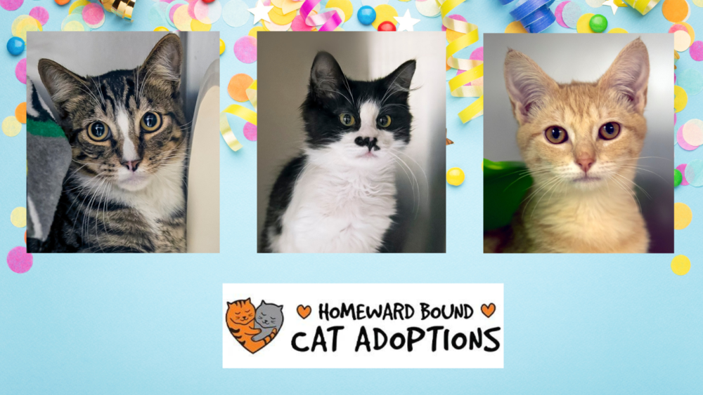 HB Cat Adoptions