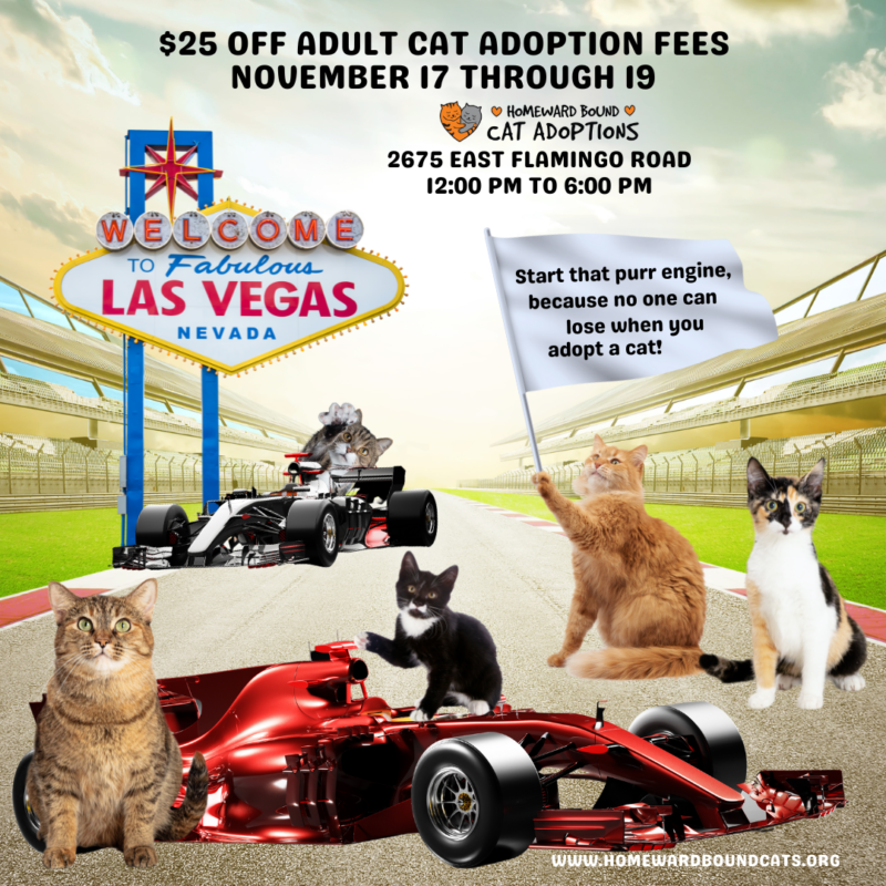 Homeward Bound Cat Adoptions Announces Fast and Furious For The Win Event This Weekend