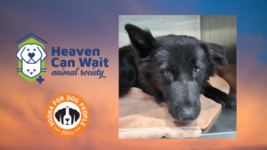 Heaven Can Wait Animal Society Celebrates First Anniversary of Romeo Fund