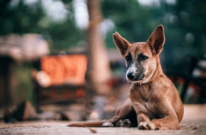 Homeless Dog