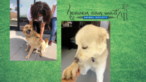 Heaven Can Wait Holding Adoption Open House on Saturday, August 21