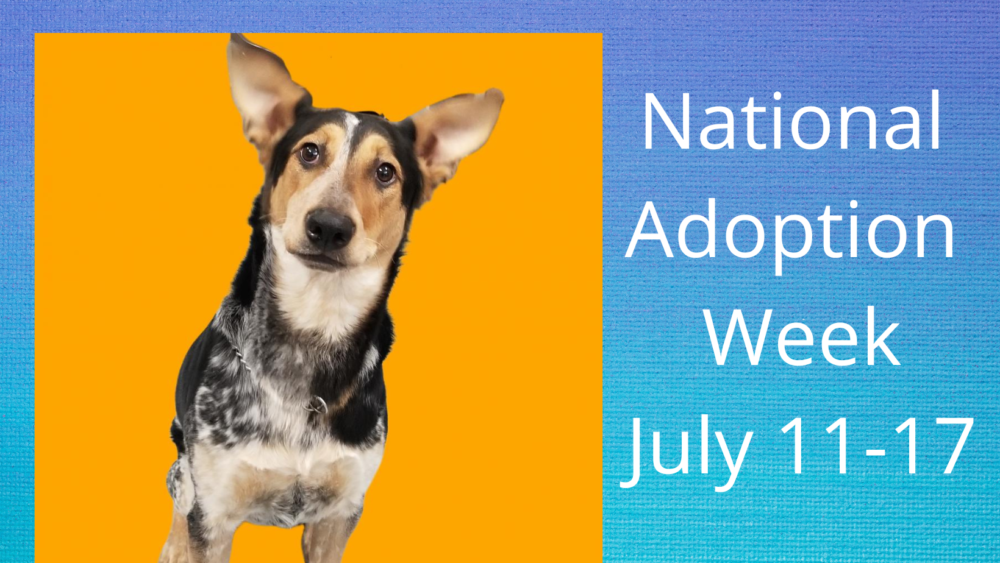 Heaven Can Wait Animal Society & PetSmart Charities Want to Connect You With a Pet