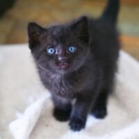 Homeward Bound Cat Adoptions Announces Kitten Shower Event
