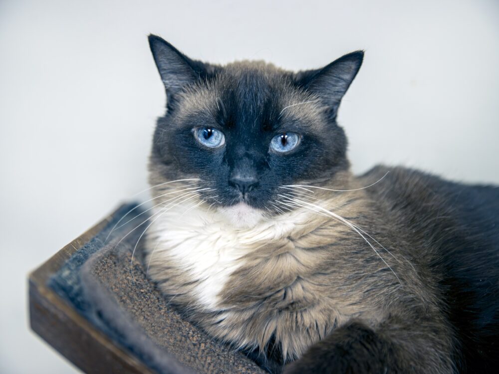 Half-Price Adoptions at Homeward Bound Cat Adoptions May 26-28