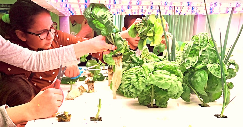 Green Our Planet Announces FREE Hydroponics Programs for All Nevada Title 1 Schools