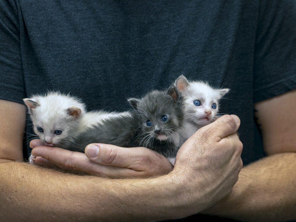 Homeward Bound Cat Adoptions Teams With BISSELL Pet Foundation to 'Empty the Shelters'