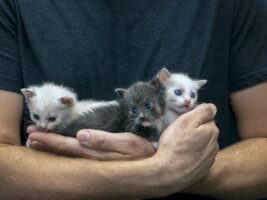 Homeward Bound Cat Adoptions Teams With BISSELL Pet Foundation to 'Empty the Shelters'