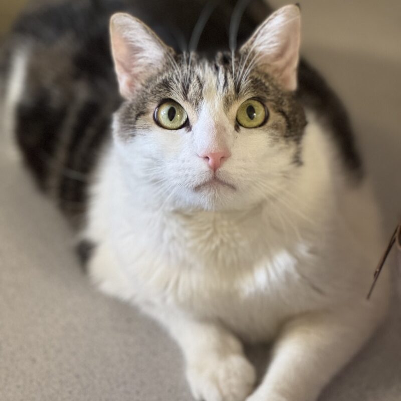 Homeward Bound Cat Adoptions Declares August a "Cat Lovers Paradise"