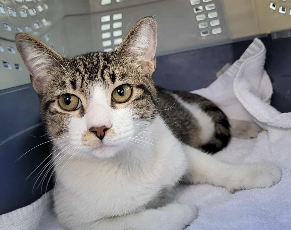 Homeward Bound Cat Adoptions Highlights Yoshi's Story and Seeks Donations to Cover Costs