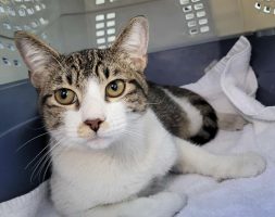 Homeward Bound Cat Adoptions Highlights Yoshi's Story and Seeks Donations to Cover Costs