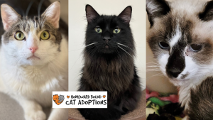 Homeward Bound Cat Adoptions Announces Annual Cutest Cat Photo Calendar Contest