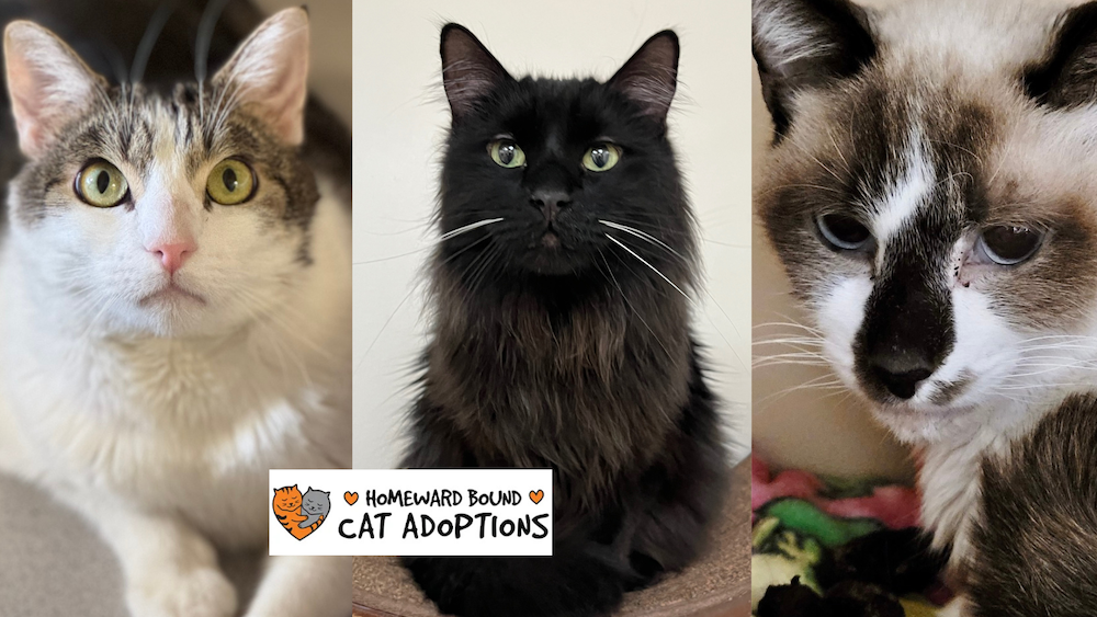 Homeward Bound Cat Adoptions Announces Annual Cutest Cat Photo Calendar Contest
