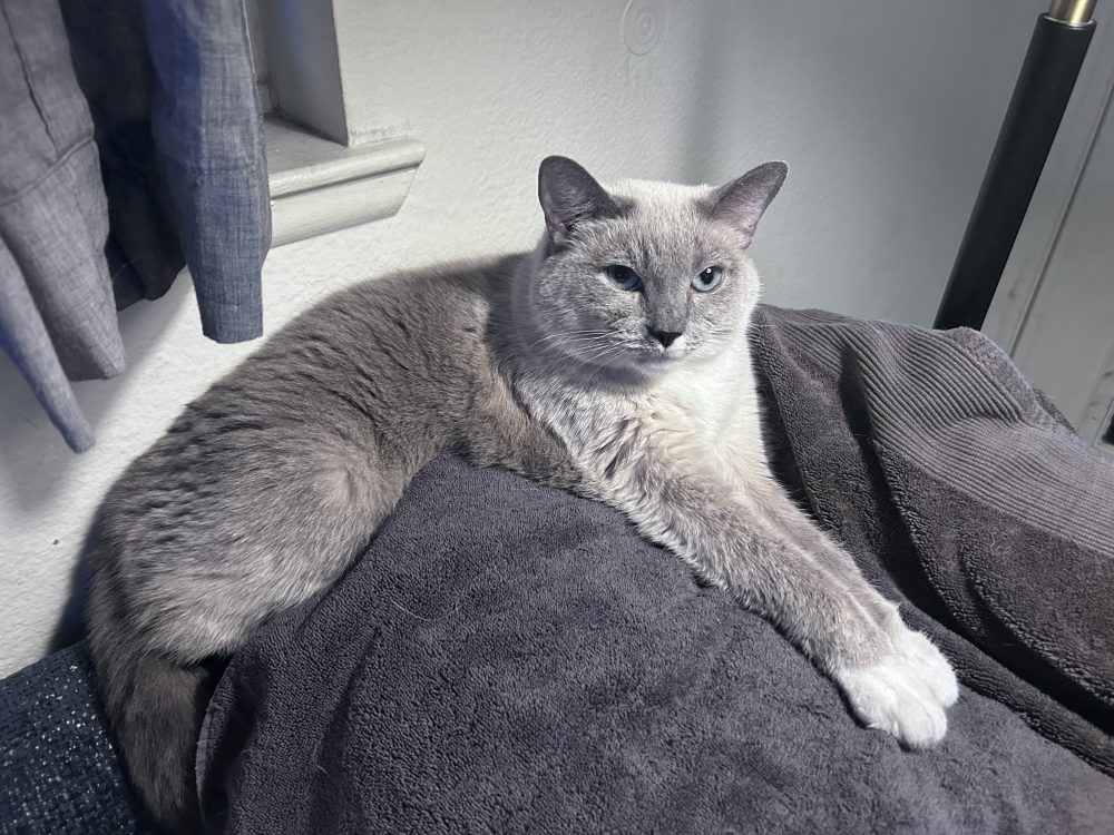 Homeward Bound Cat Adoptions Announces Special Seniors-For-Seniors Adoption Program