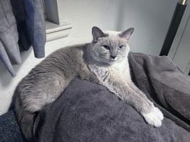 Homeward Bound Cat Adoptions Announces Special Seniors-For-Seniors Adoption Program