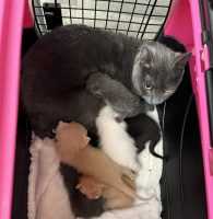 Donor Matching Contributions to Homeward Bound Cat Adoptions Now Through December 2