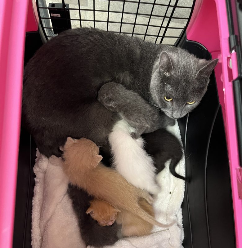 Donor Matching Contributions to Homeward Bound Cat Adoptions Now Through December 2