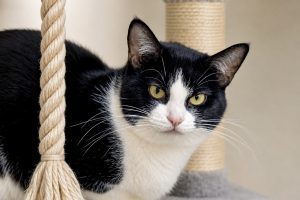 Homeward Bound Cat Adoptions Waives Fees for Long-Waiting Cats During August Adoption Event